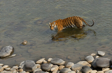 Fototapeta na wymiar Tigress Parwali at Jim Corbett National Tiger Reserve