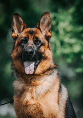 German shepherd dog  posing outside. Show dog