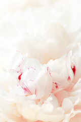 Tender white background of fresh peony petals