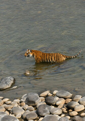 Tigress Parwali ni Ramganga river at Jim Corbett National Park