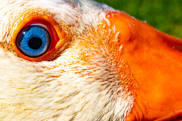 A macro photograph of a goose's eyes