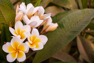 A branch with yellow frangipani flowers
