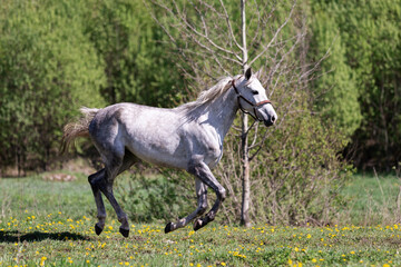 One white horse galloping on the pasture
