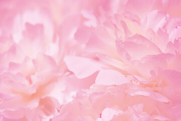 Tender pink background of fresh peony petals