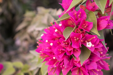 Selective focus, Pink bougainvillea flowering in spring
