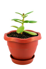 Green houseplant in a brown pot on a white background, isolated