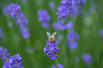 A bee on a lavender flower
