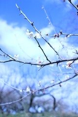 青空に梅