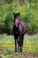 One black horse walks on the pasture