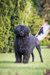 Portuguese Water Dog posing in beautiful garden.	