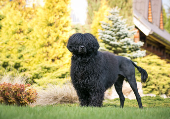 Portuguese Water Dog posing in beautiful garden.	