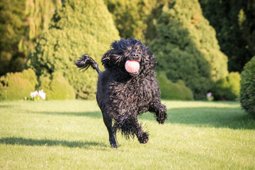 Portuguese Water Dog posing in beautiful garden.	