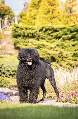 Portuguese Water Dog posing in beautiful garden.