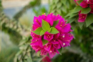 Selective focus, Pink bougainvillea flowering in spring