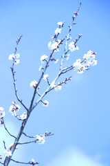 青空に梅