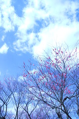 青空に梅