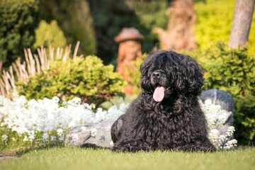Portuguese Water Dog posing in beautiful garden.
