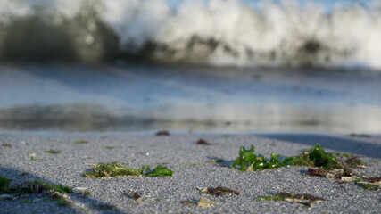 seaweed on beach