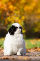 Japanese chin dog in beautiful colorful autumn.