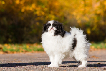 Japanese chin dog in beautiful colorful autumn.