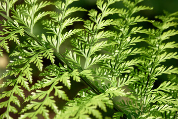 Bracken fern leaf in sunlight close up. Plant growing in the botanical garden. Natural green background.