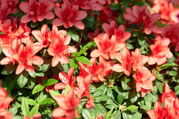Beautiful red flowers of Azalea close up. Big bush of Azalea flowers blooming in the botanical garden. Beautiful floral background.