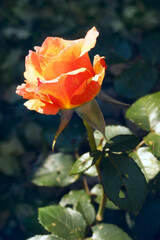 Blooming beautiful vibrant orange rose