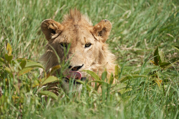 Naklejka na ściany i meble A Young Lion in the morning sun of Ngorongoro crater Serengeti