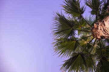 tall palm trees against the sky with clouds