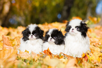 Japanese chin dog in beautiful colorful autumn.