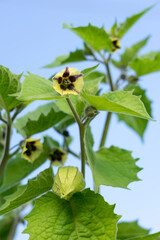 Fresh gooseberries (physalis) in the plant