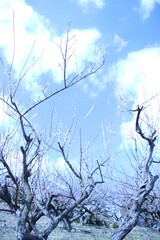 青空に梅