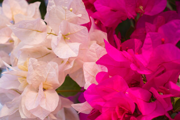 Fresh lot of pink Allamanda Flowers with blooming at outdoor garden