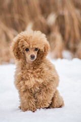 Beautiful poodle puppy posing outside in the snow.