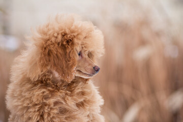 Black poodle dog posing outside. Dog in beautiful winter park.