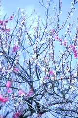 青空に梅