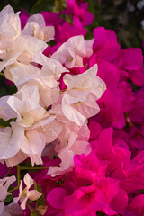 Fresh lot of pink Allamanda Flowers with blooming at outdoor garden