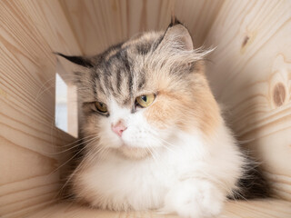 Obraz premium Calico Persian cat on cat shelf or cat step looking downward. Absent minded cat. Copy space provided.