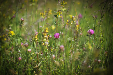 Various flowers in the meadow