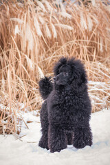 Black poodle dog posing outside. Dog in beautiful winter park.