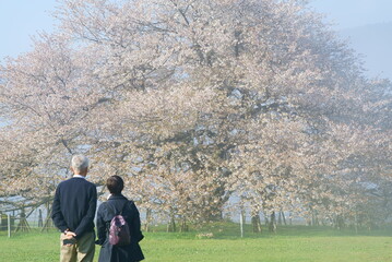 Cherry blossoms in full bloom and an old couple