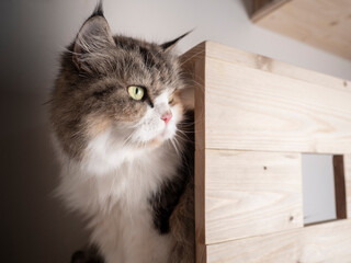 Calico Persian cat on cat shelf or cat step looking away. Absent minded cat. Copy space provided.