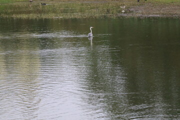 Swan bird in the water