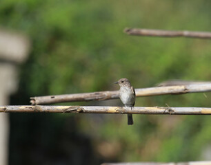 gobemouche thyrrhénien