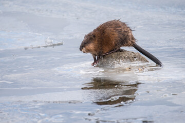 A muskrat pauses before diving into the icy water in search of mussels at Colonel Samuel Smith Park in Toronto, Ontario, Canada.