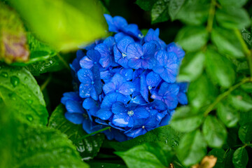 Fototapeta premium 青い紫陽花