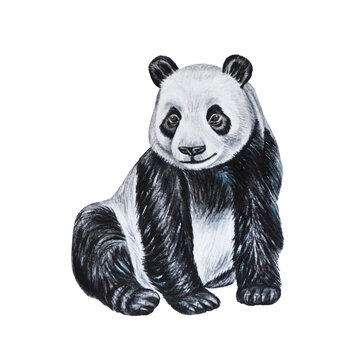 Panda bear.  Watercolor illustration. Hand drawn. Isolated on a white background.