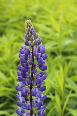 Lilac and purple lupins in the field