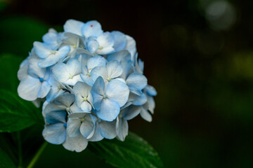 青い紫陽花