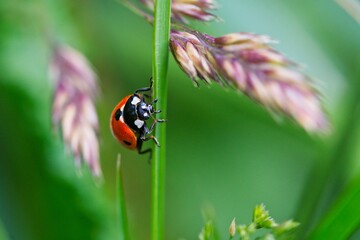ladybug on green grass